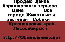 Продаю щенка йоркширского терьера  › Цена ­ 20 000 - Все города Животные и растения » Собаки   . Красноярский край,Лесосибирск г.